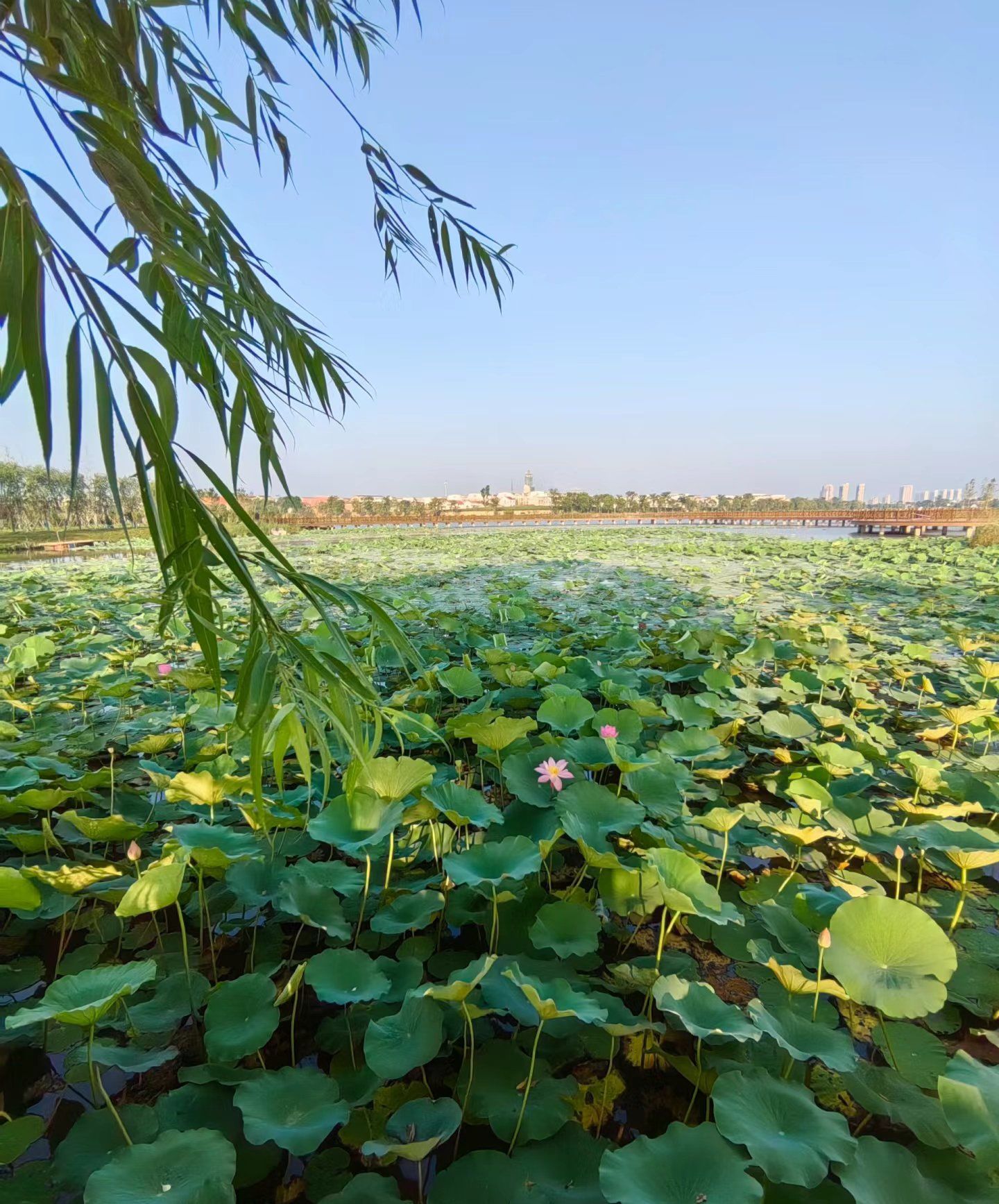 “杭州荷花苑疫情	” 杭州荷花苑疫情最新消息？-第1张图片