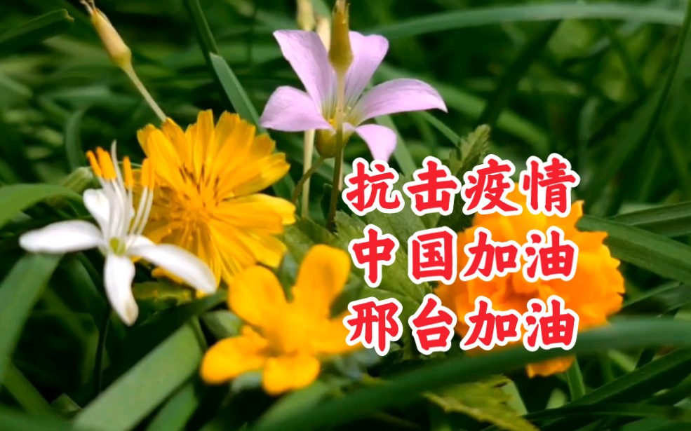 邢台疫情最新情况,邢台疫情最新情况今天新增-第1张图片