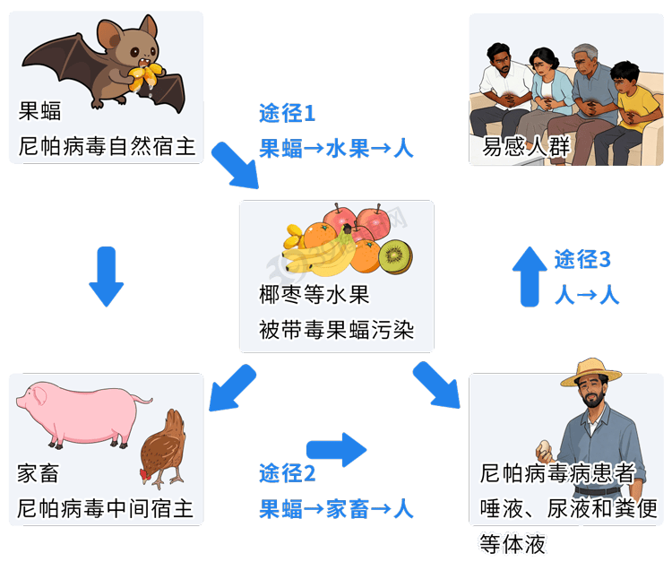 「病毒爆发」〃病毒爆发还是暴发-第3张图片